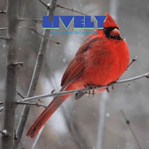 Feathered Pines - Lively Nature Sounds