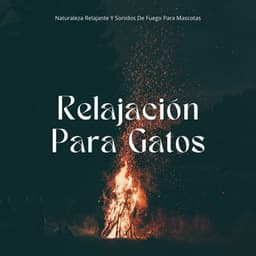 Relajación Para Gatos: Naturaleza Relajante Y Sonidos De Fuego Para Mascotas - Sonidos de fuego con ruido blanco burbujeante