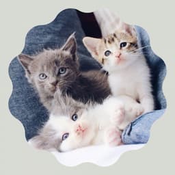 Echoes of Scratching Kittens - Cat Music Waves