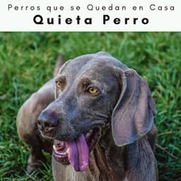 4 Patas: Quieta Perro - Perros que se Quedan en Casa
