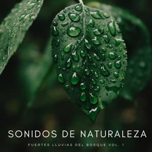 Sonidos De Naturaleza: Fuertes Lluvias Del Bosque Vol. 1 - Ruidos de la Selva