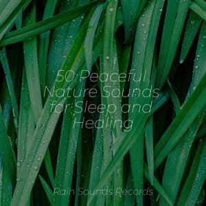 50 Peaceful Nature Sounds for Sleep and Healing - Spa Relaxation