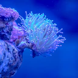 1 Coastal Night: Reef Dreams - Sea Waves Sounds