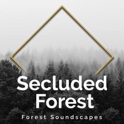 Secluded Forest - Forest Soundscapes