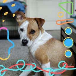 Bright Background for Walks with Dogs - Dogs at Home