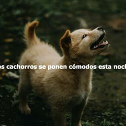 Los cachorros se ponen cómodos esta noche - Musik zum Lesen