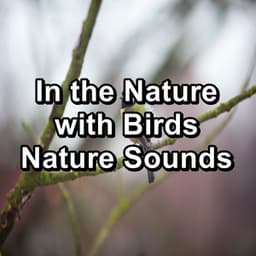 In the Nature with Birds Nature Sounds - Bird Sounds 2016