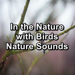 In the Nature with Birds Nature Sounds - Nature Bird Sounds