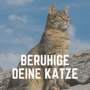 Beruhige Deine Katze - Katzenmusik