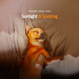 Sunlight & Snoring - Sounds Dogs Love