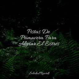 Pistas De Primavera Para Aliviar El Estrés - Fabricantes De Lluvia
