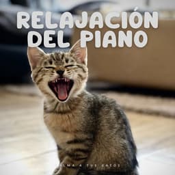 Relajación Del Piano: Calma A Tus Gatos - Gato de piano