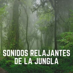 Sonidos Relajantes de la Jungla - Sonidos de la Naturaleza para Dormir