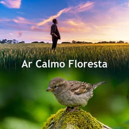 Ar Calmo Floresta - Natureza