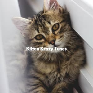 Kitten Krazy Tunes - Klaviermusik