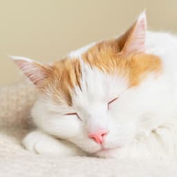 Catnap Delight: Ambient Soundscapes for Restful Cats - Wildlife Sound Recordings