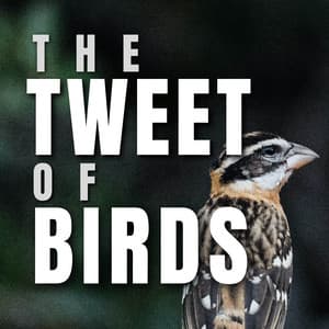 The Tweet of Birds - Bird Sounds