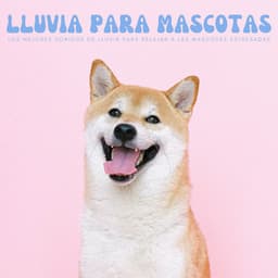 Lluvia Para Mascotas: Los Mejores Sonidos De Lluvia Para Relajar A Las Mascotas Estresadas - Academia de música de mascotas tranquilas