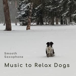 Smooth Saxophone - Music-to-Relax-Dogs