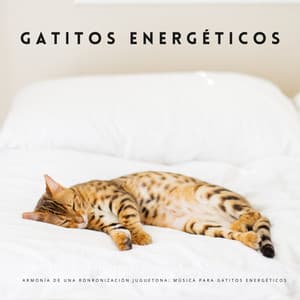 Armonía De Una Ronronización Juguetona: Música Para Gatitos Energéticos - Música Tranquila
