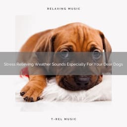 Stress Relieving Weather Sounds Especially For Your Dear Dogs - Dog Relax