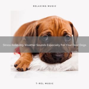 Stress Relieving Weather Sounds Especially For Your Dear Dogs - Dog Relax