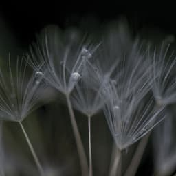 Nevermore - Ian Boddy