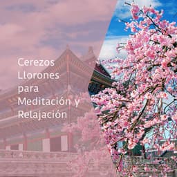 Cerezos Llorones para Meditación y Relajación - La Naturaleza Del Sueño