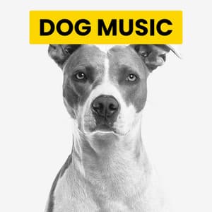 Soft Piano Tones For Dogs - Cat Music