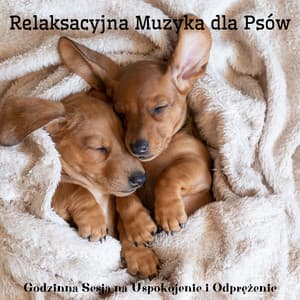 Relaksacyjna Muzyka dla Psów: Godzinna Sesja na Uspokojenie i Odprężenie - Dog Music!