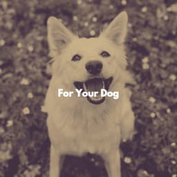 For Your Dog - Classy Dinner Music