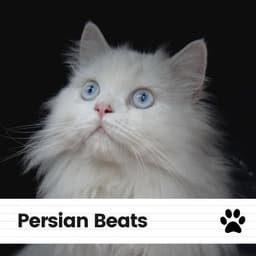 Persian Beats - Cats Music Zone