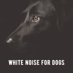 White Noise for Dogs - Pet Therapy