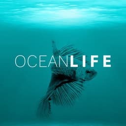 Ocean Life – Healing Water, Soft Music, New Age Relaxation, Sea Waves, Rain Sounds - Water Music Oasis