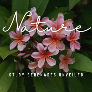 Study Serenades Unveiled: Melodic Insights - Relaxing Classical Music For Studying