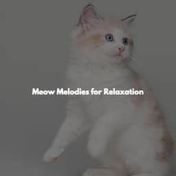 Meow Melodies for Relaxation - Elevator Music Project