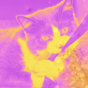 Smooth Quartet Jazz - Background for Cats and Dogs Relaxation - Cat Music Hour