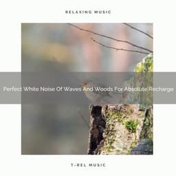 Perfect White Noise Of Waves And Woods For Absolute Recharge - The Noise Project