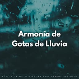 Armonía De Gotas De Lluvia: Música Calma Aliviadora Para Perros Ansiosos - Experiencia de sonido de lluvia