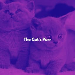 The Cat's Purr - Cat Music Zone