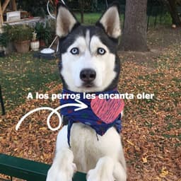 A los perros les encanta oler - Cocktail Piano Bar Jazz