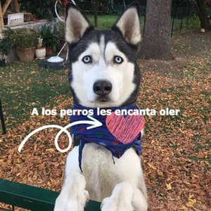 A los perros les encanta oler - Cocktail Piano Bar Jazz