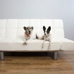 Jazz Lounge Serenade: Serene Dog Companions - Carl Bagge Trio