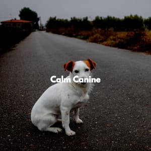 Calm Canine - Chilled Morning Music