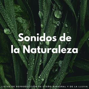 Sonidos De La Naturaleza: Listas De Reproducción De Sueño Binaural Y De La Lluvia - Lluvia Durmiendo Sonidos