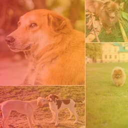 Backdrop for Sad Puppies - Latin Music - Dogs at Home