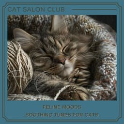 Feline Moods: Soothing Tunes for Cats - Cat Salon Club