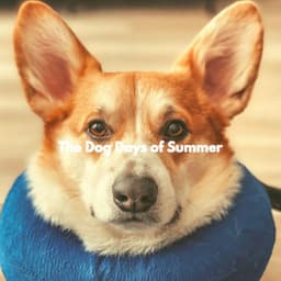 The Dog Days of Summer - Dog Sleeping Soundtracks Deluxe