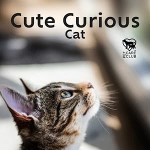 Cute Curious Cat - Pet Care Club