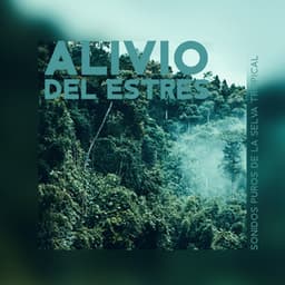 Alivio del Estrés: Sonidos Puros de la Selva Tropical - La Academia de Música para la Meditación de Sanación